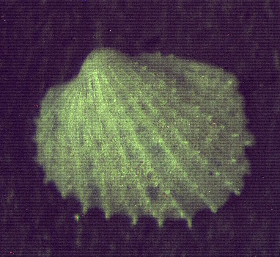 Acanthocardia juv.